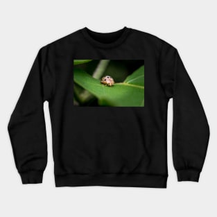 The silly 28-spotted potato ladybird managed to roll itself back on its feet Crewneck Sweatshirt